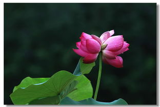 花开并蒂寓意是什么
