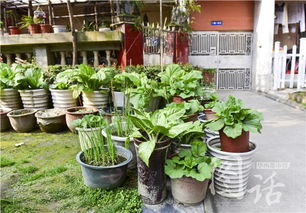 花盆种菜怎么施肥