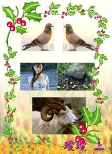 两只鸟一只羊什么意思，两只鸟一只羊什么意思呀