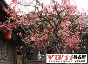 关于花朵的诗句