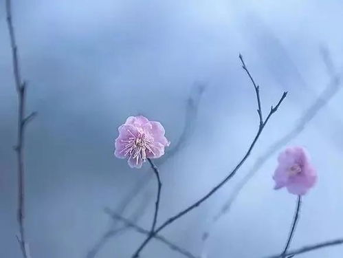 静等花开的上一句怎么说?