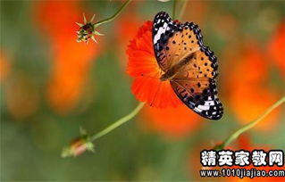 怀念童年的唯美句子