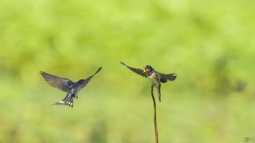 鹩的拼音，鹤的拼音怎么写