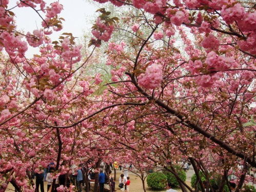 玉渊潭樱花节，玉渊潭樱花节公园年票能用吗