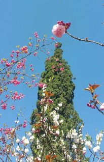 万花丛中一点绿后一句是什么