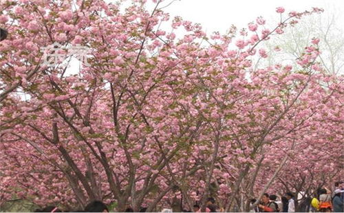 玉渊潭的樱花什么时候开?