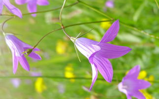 风铃草的花语是什么，风铃花的花语是什么意思粉色