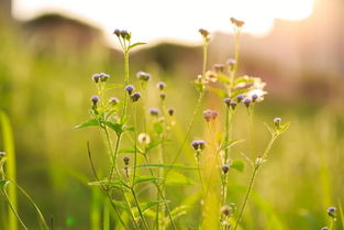 童年时光的唯美句子