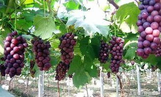 葡萄种植，葡萄种植全过程