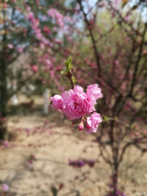 三月赏花的心情短语