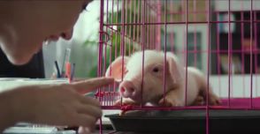 人怕出名猪怕壮，人怕出名猪怕壮的意思