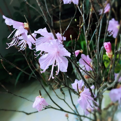 静等花开意思 ?