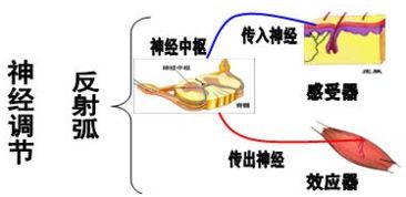 神经调节的基本方式是怎样的?