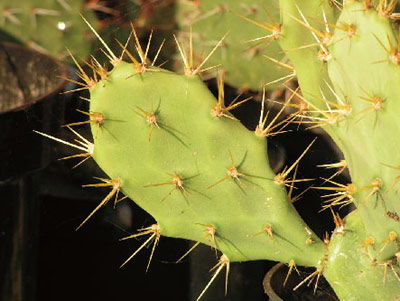 我的植物朋友400字作文如何写