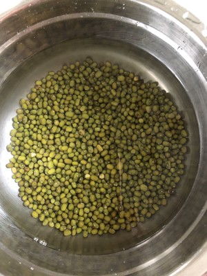 绿豆芽的生长过程图片