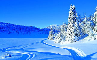 描写雪的优美句子有哪些?