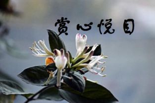 “赏心悦目”的近义词是什么?