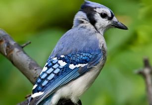 火影忍者青鸟歌词