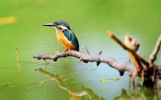 短文主要从三个方面介绍了翠鸟吃食的特点,请注意简要概括每个特点不超过