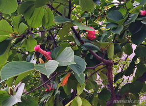 果实累累的意思是什么?