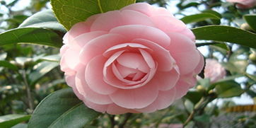 山茶花长什么样