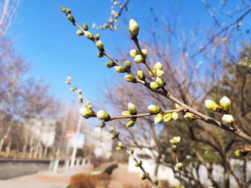 惊蛰象征意义是什么?