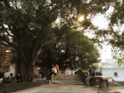 榕树下歌曲是什么