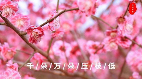 “黄四娘家花满蹊,千朵万朵压枝低”出自哪首诗?