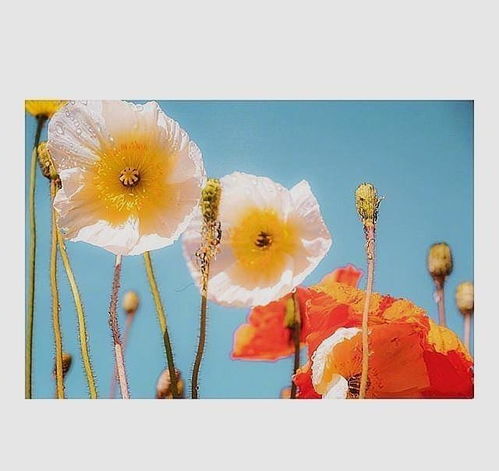 祝福语句简短唯美，祝福语句简短唯美8个字