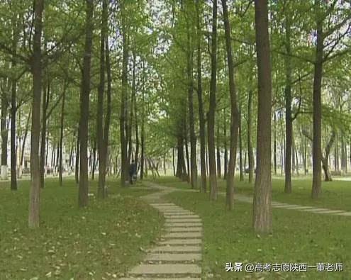 植树造林的意义