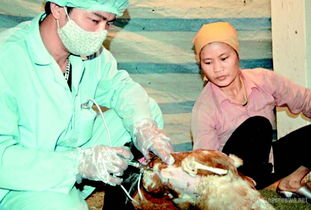 禽流感什么症状?