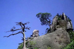 苍松怪石图题诗的意思 苍松怪石图题诗的含义