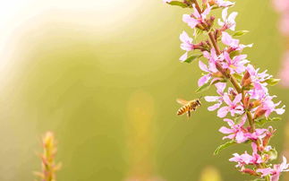 惊蛰的内涵和寓意