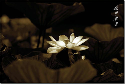 花中君子指的是什么