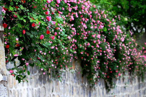 千朵万朵压枝低全诗，千朵万朵压枝低全诗意思