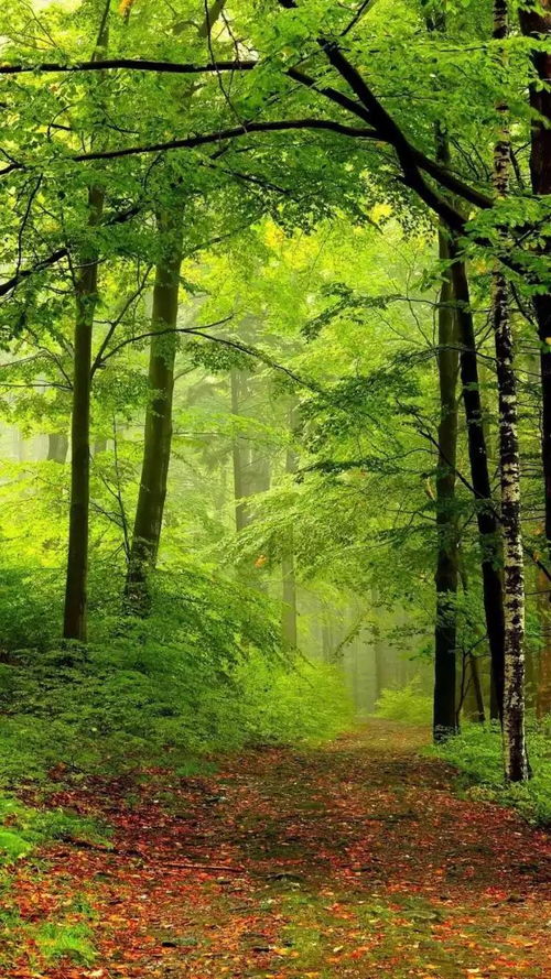 夏天的古诗60:《夏昼偶作》[唐]柳宗元