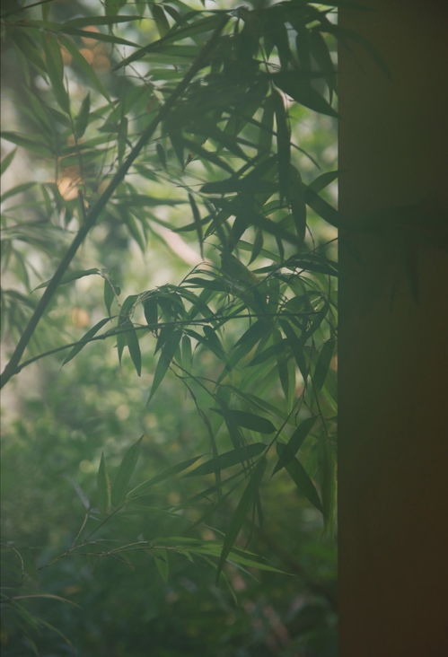 怎样区分“树阴”和“树荫”?