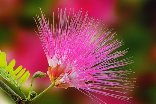 百花齐放是什么生肖 百花齐放所属生肖