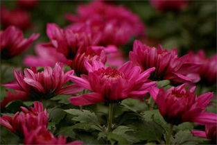 百花齐放是什么生肖?