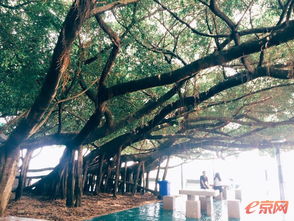 庄学忠的《榕树下》 歌词