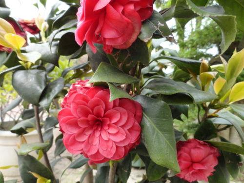 山茶花的样子，山茶花的样子,颜色,气味,其他