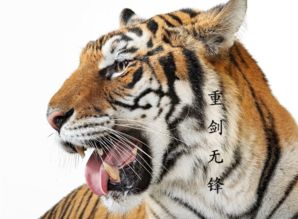 属虎的今年几岁了?