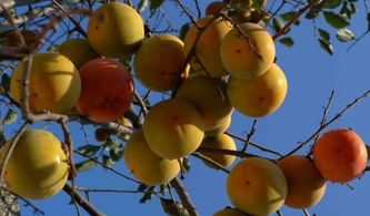 果实累累的意思