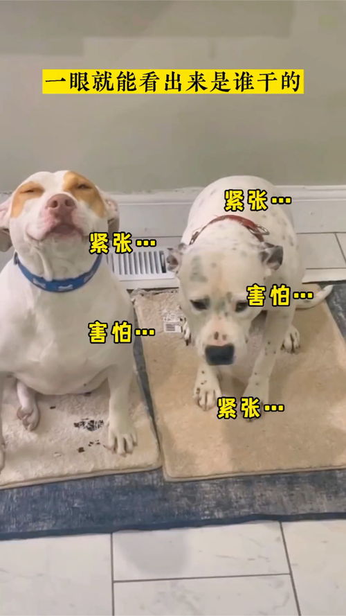 幸灾乐祸的动物，欲钱买幸灾乐祸的动物