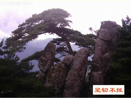 苍松怪石图题诗，苍松怪石图题诗拼音