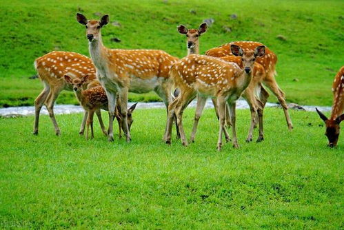 什么的小鹿填空