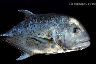 什么是纵带鲹鱼?