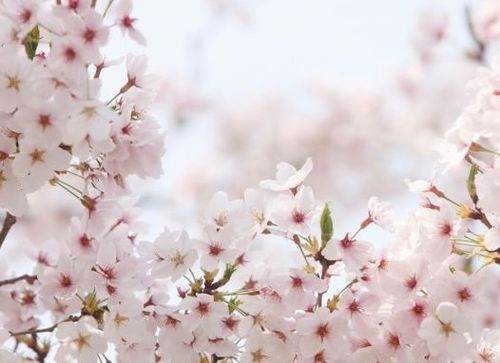 描写樱花美丽的优美句子