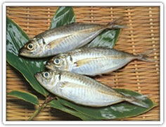 有人知道这是什么鱼吗?