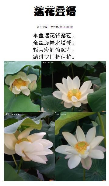 白莲花先生的烦恼小说txt全集免费下载